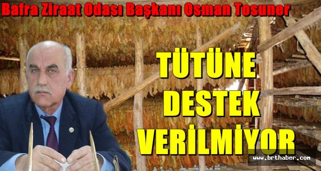 Bafra Ziraat Odası Başkanı Osman Tosuner tütüne destek verilmiyor