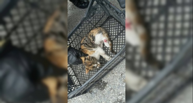 Otomobilin motor kısmına giren kedi kurtarıldı