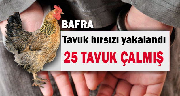 Bafra`da tavuk hırsızı yakalandı